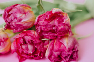 Pink tulips on a pink background . Spring concept. Love, mother's day, valentine's day, womens day, birthday greetings