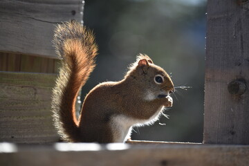 Squirrel at the Feeder