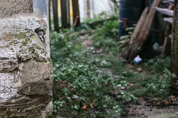 callejón con vegetación