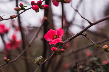 flores rosas destacadas