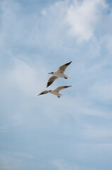 Many large, beautiful, white sea gulls fly against the background of a blue sky, soaring above the clouds and the sea, spreading their long wings. Summer, spring photography of birds.