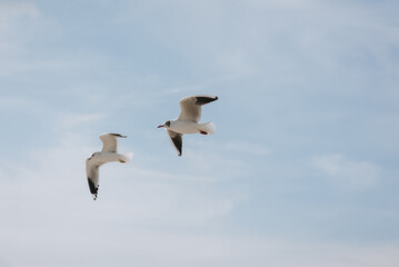 Several large, beautiful white sea gulls fly against the blue sky, soaring above the clouds and the ocean, spreading their long wings. Summer photography of birds.