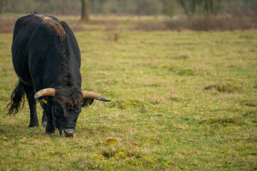 Tauros bull grazing in the Maashorst