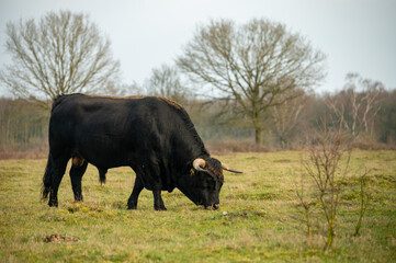 Naklejka na ściany i meble Tauros bull grazing in the Maashorst