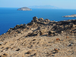 Long-eared goats grazing on rocky headland on Serifos island, Greece