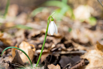 Beautiful snowdrop on sunny spring forest glade.  Single wild flower growing in nature.
