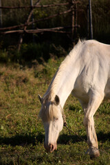 Image of a white horse that is grazing