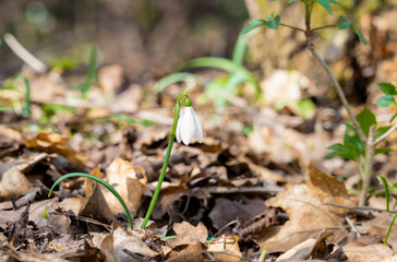 Sunny snowdrop flower growing in the forest. A single snowdrop on a sunny day.