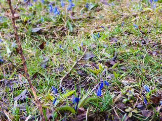 first flowers in spring biue bells