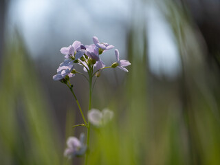 fleure mauve