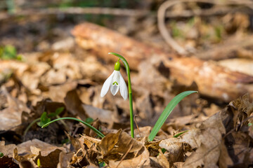 Single snowdrop flower with bokeh background. A single snowdrop on a green background.