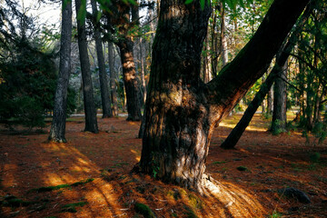 Beautiful Roosters and chickens, walking around the clearing.