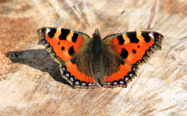 Obraz premium A close up of a Red Admiral Butterfly