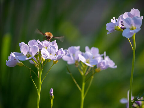 fleure mauve avec petit animale
