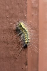caterpillar on a house 