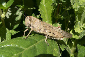 Saltamontes