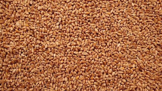 Rotation, background of wheat grains. Grocery background. Top view. Close-up.