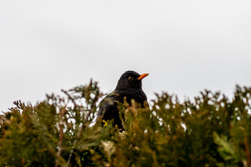 kos zwyczajny (Turdus merula) w krzewie tui