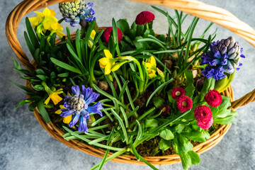 Spring first flowers in composition