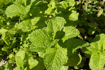 Mentha piperita