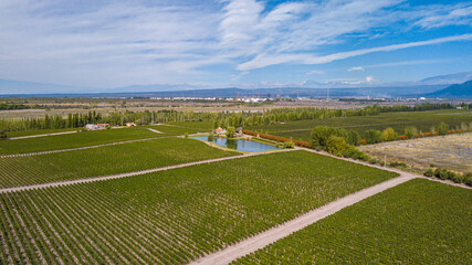 Obraz premium Aerial view of vineyardes in Mendoza, Argentina, during the harvesting season