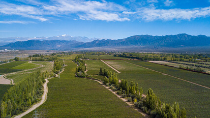 Obraz premium Aerial view of vineyardes in Mendoza, Argentina, during the harvesting season