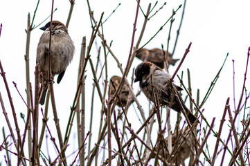 wróble w krzewie bezlistnym na przedwiośniu © Henryk Niestrój