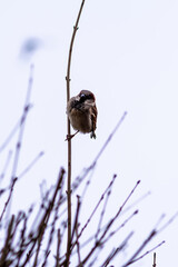 wróble w krzewie bezlistnym na przedwiośniu © Henryk Niestrój