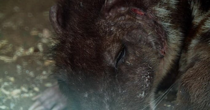 animal paca close-up of wounds and ulcers on the animal's face