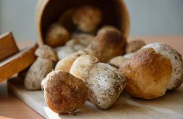 Fresh porcini mushrooms collected in the forest for cooking.