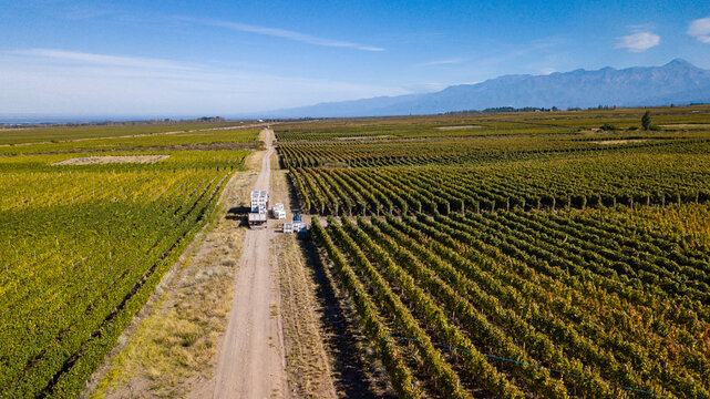 Aerial view of vineyardes in Mendoza, Argentina, during the harvesting season