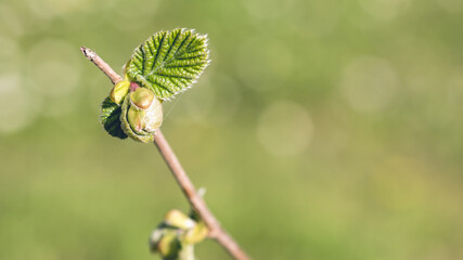 spring sprout of hazel tree in March in the Italian Lazio region,macro close-up