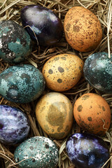 Multicolored Easter quail eggs, beautiful specks on eggs