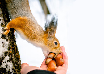 Feeding a squirrel. Red squirrel eating nuts from hand. Feeding animals. Man feeds squirrel. Man feeds animal.