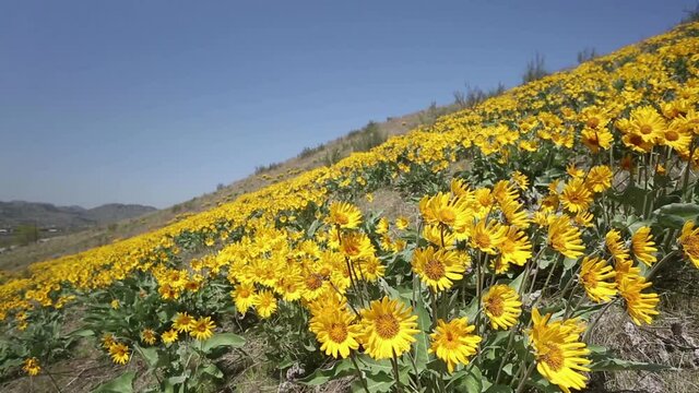 Arrowleaf Balsamroot Yellow Wild Flowers 
