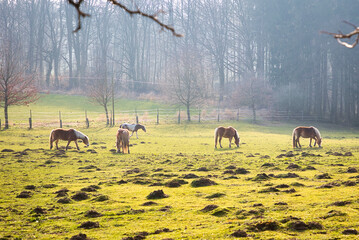 Pferde, Tecklenburger Bergpfad