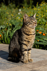 Little cat in the garden 