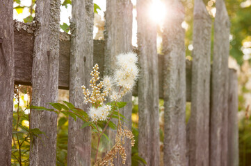 Blooming plant grows near an old wooden fence