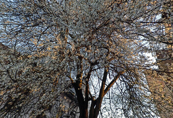 Cherry blossom tree and blossom tree fully grown in Krakow city located in central Europe. Abstract background image of tree from nature during spring