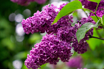 A bunch of purple lilac flowers in spring garden.