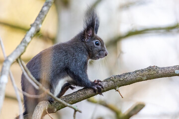 European brown squirrel in winter coat on a branch in the forest