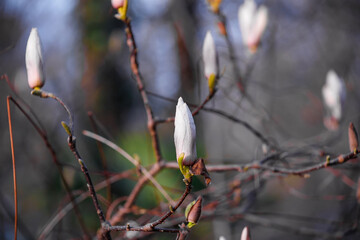 Tree branch with magnolia flowers. Magnolia flower bud in early spring. The beginning of the flowering of magnolia. Magnolia tree in early spring with young flower buds. 