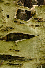 Close up shot of a peeled texture of a tree