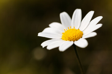 Obraz premium Close up shot of a daisy in meadow