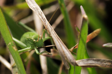 Close up shot of a grasshopper among the grass