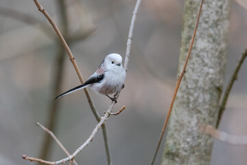 A tail tit looking for food at a feeder hanging from a branch in the forest