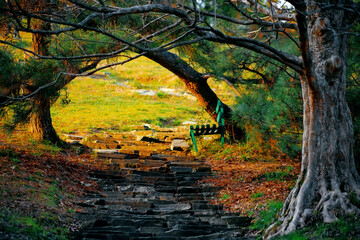 Beautiful Roosters and chickens, walking around the clearing.