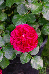 Beautiful red rose flower in the summer garden.