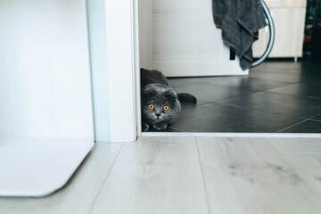 Scottish fold cat breed playful indoors gray