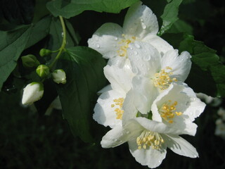 White jasmine flowers and buds on a branch with green leaves in raindrops on a summer day